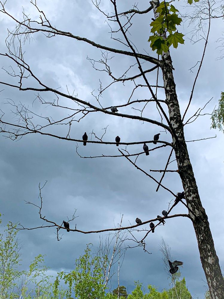 Photograph by Николай Тышкунов