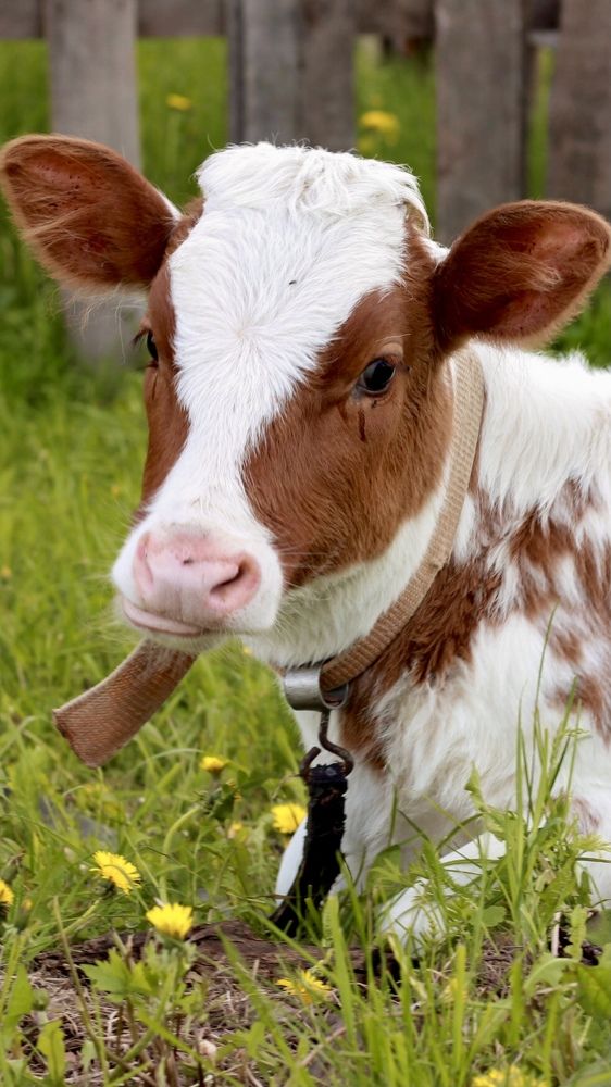 Фотография автора Ираида Гайфуллина