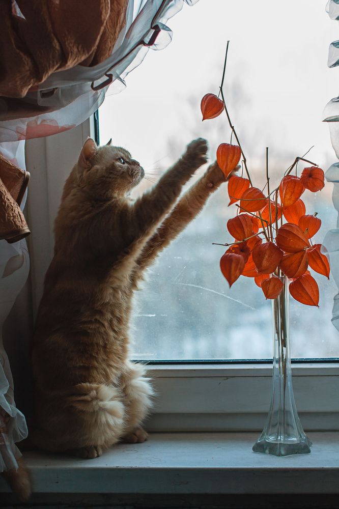 Фотография автора Анна Петина