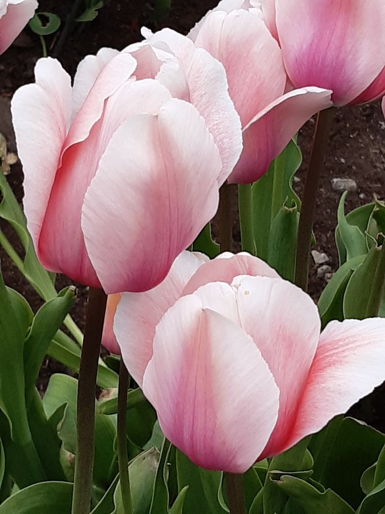 In the botanical garden.