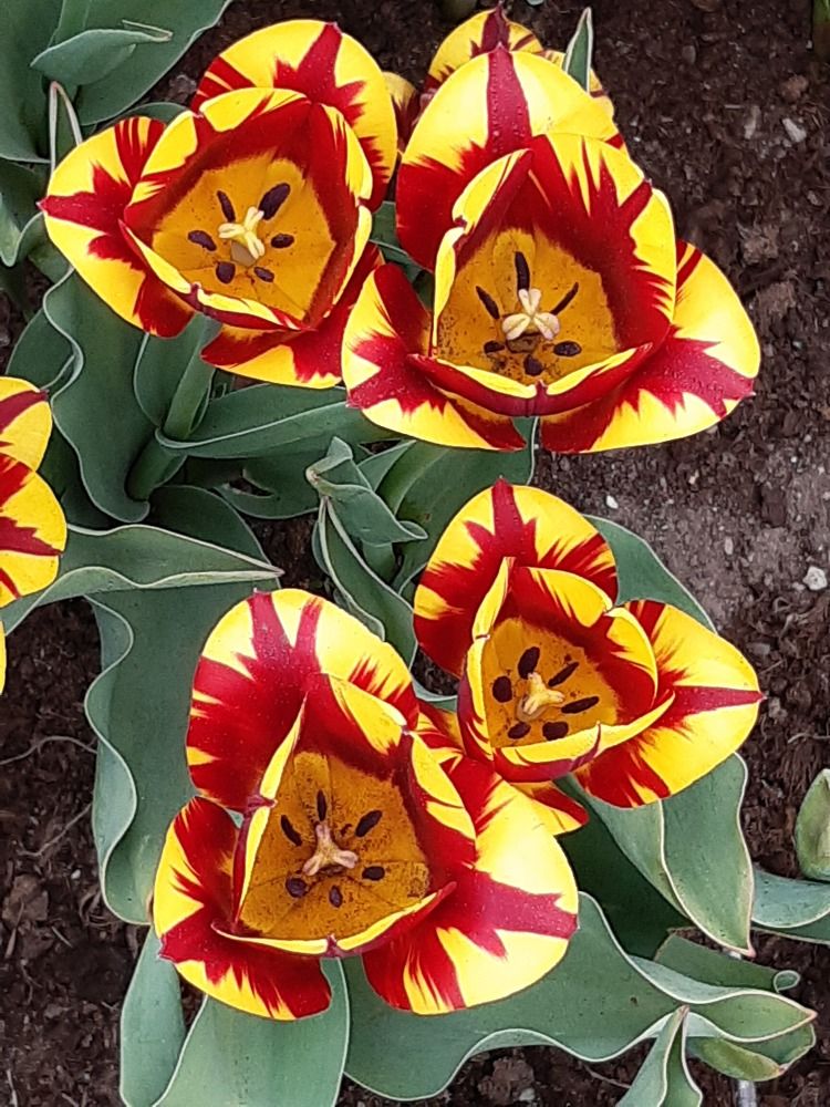 In the spring in the botanical garden.