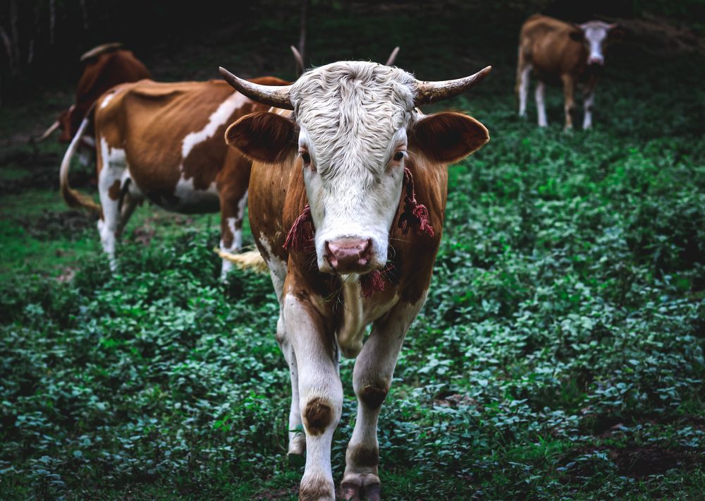 Photograph by Mostafa Mortazavi