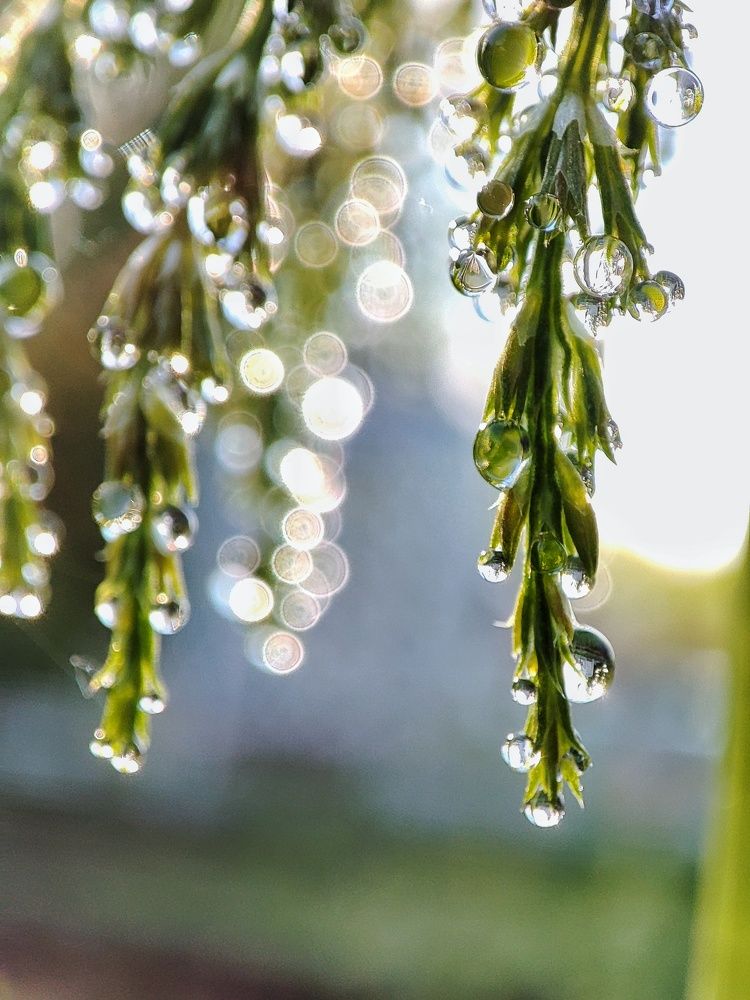 Photograph by Оксана Шевченко