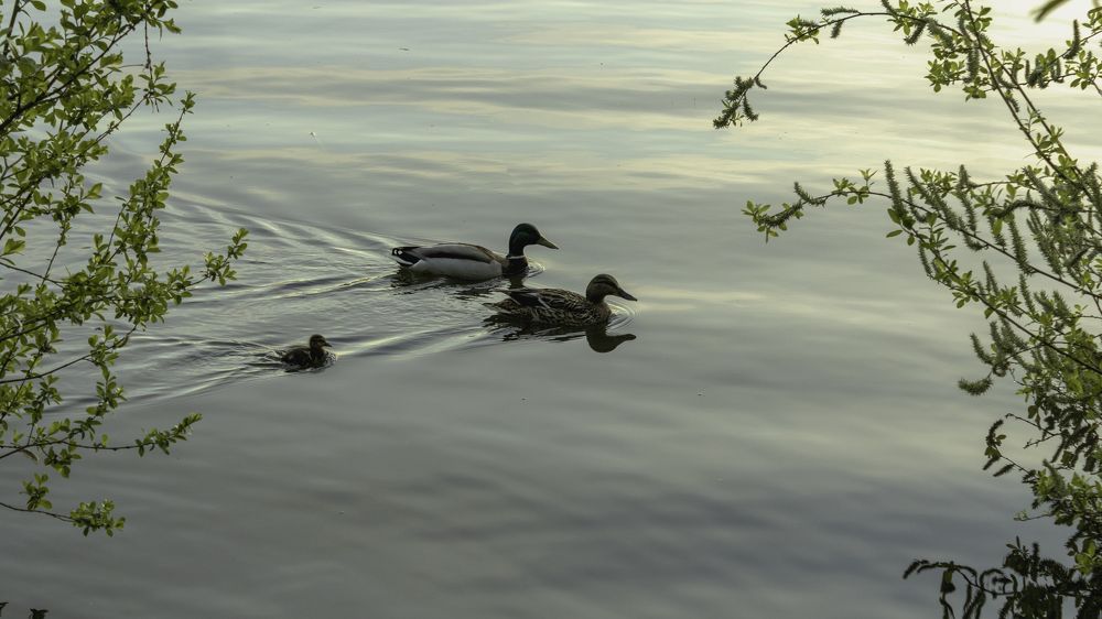 Утиная семья на прогулке