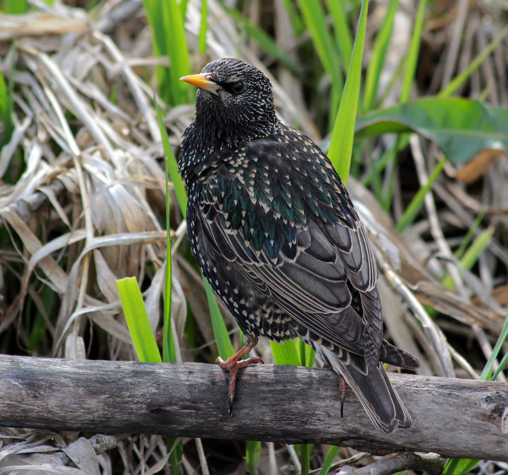 Photograph by Феденкова Татьяна