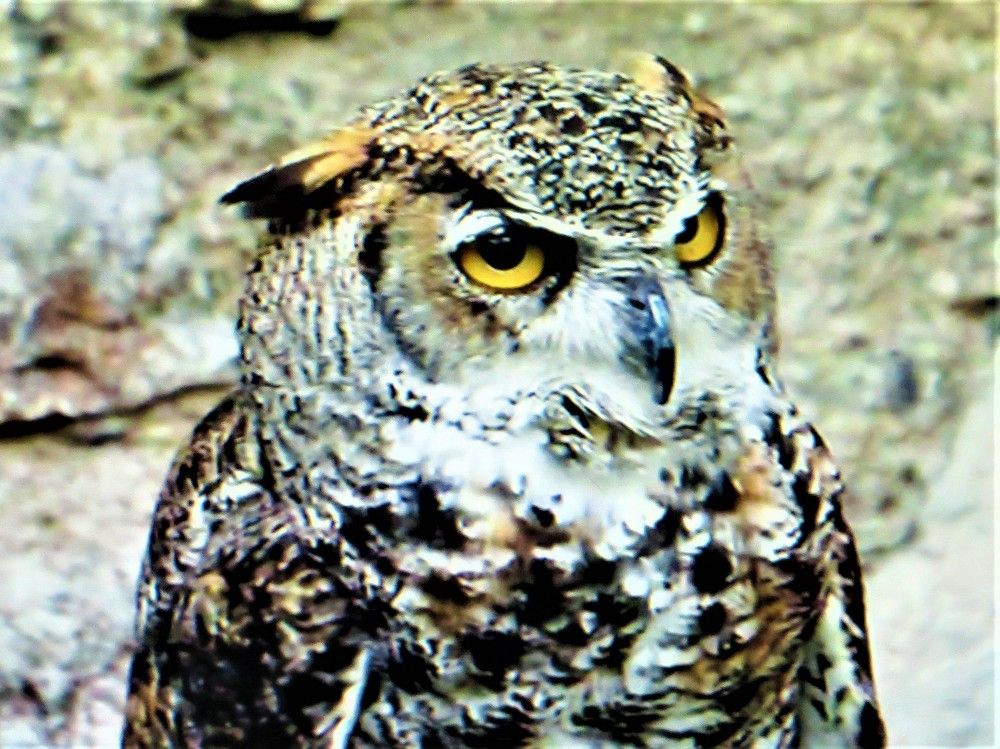 Photograph by Галина