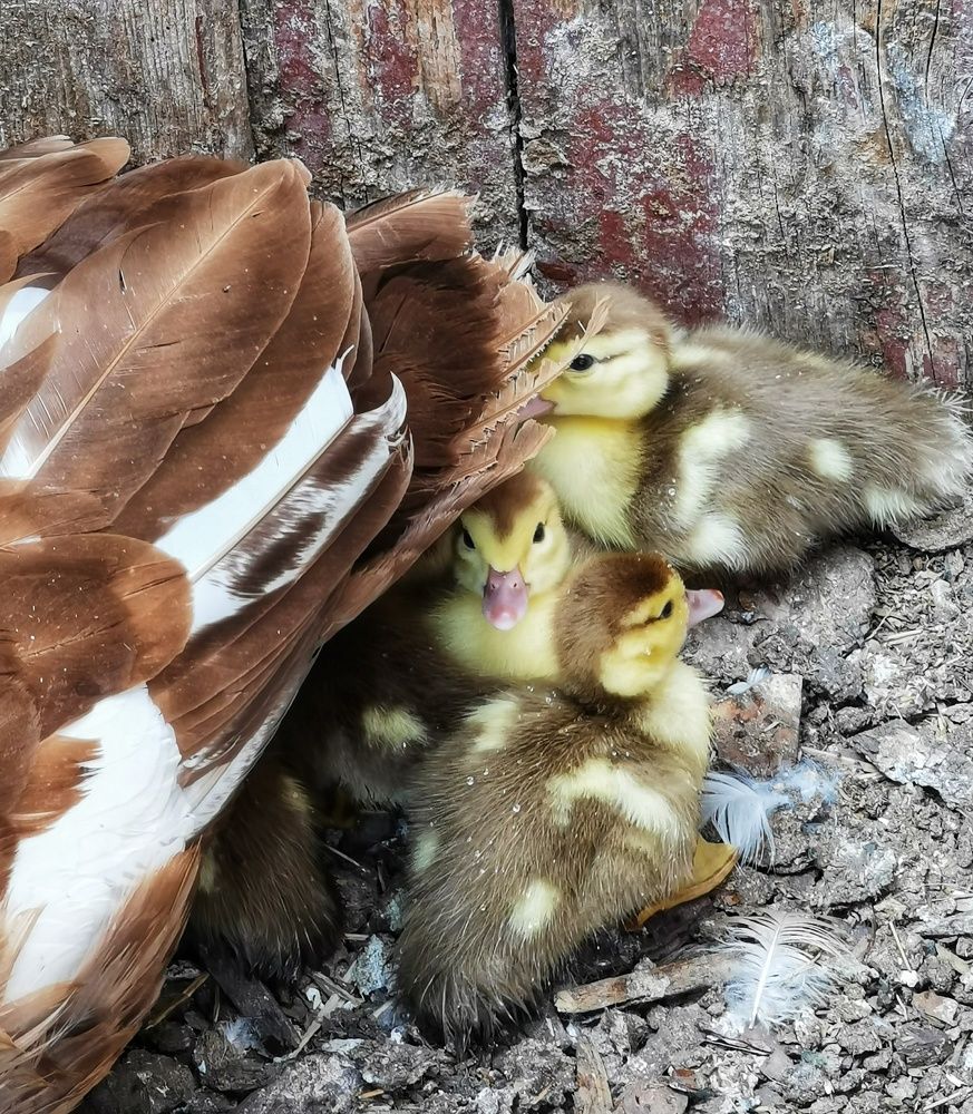 Photograph by Оксана Шахматова