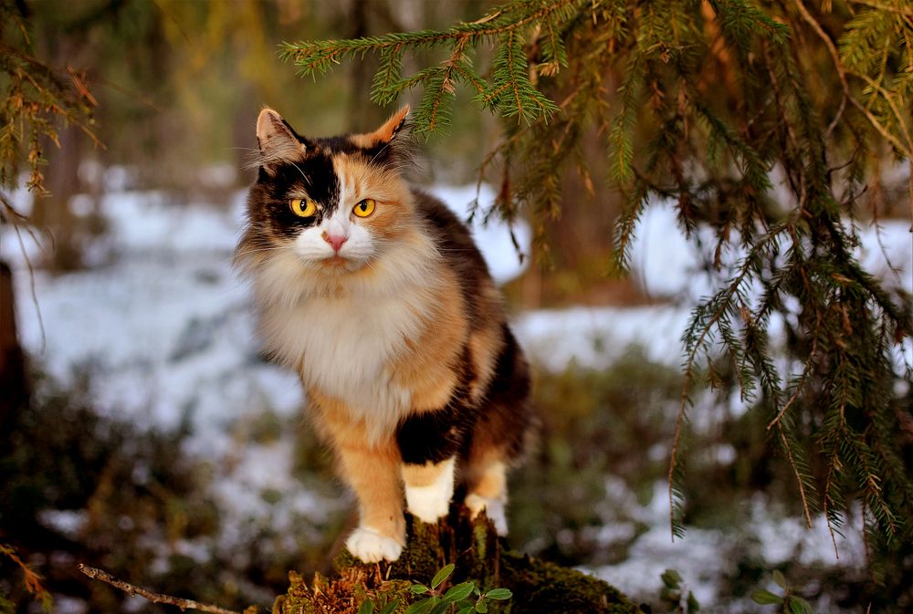 Фотография автора Оксана Льдинина