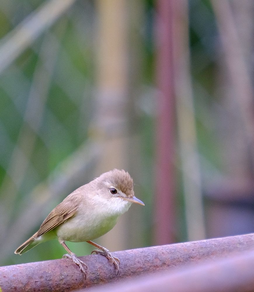 Фотография автора Александр Высоцкий