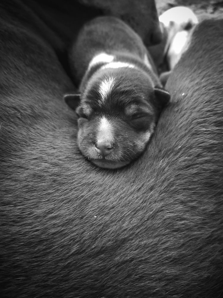 Photograph by Biswanath rout