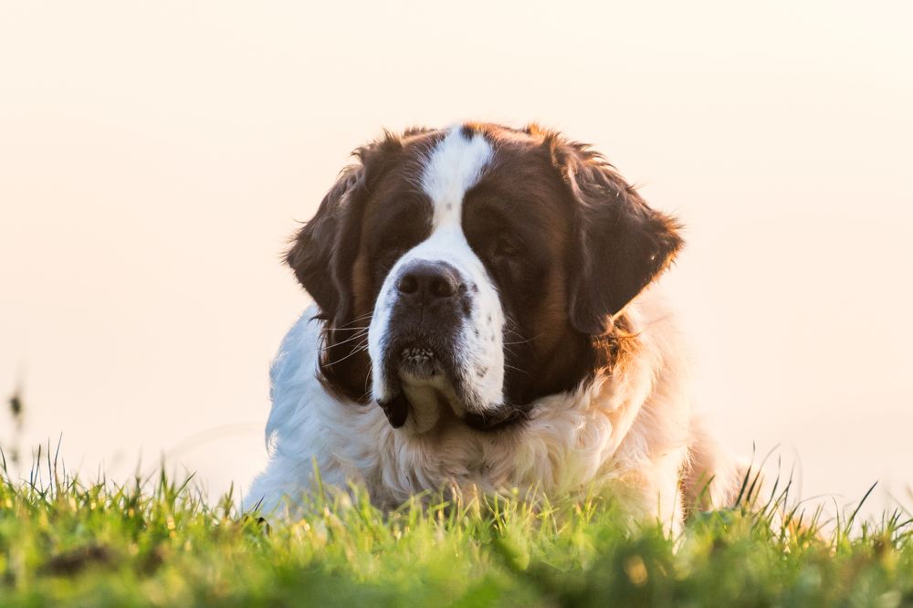 Photograph by Fahrudin Seferagić