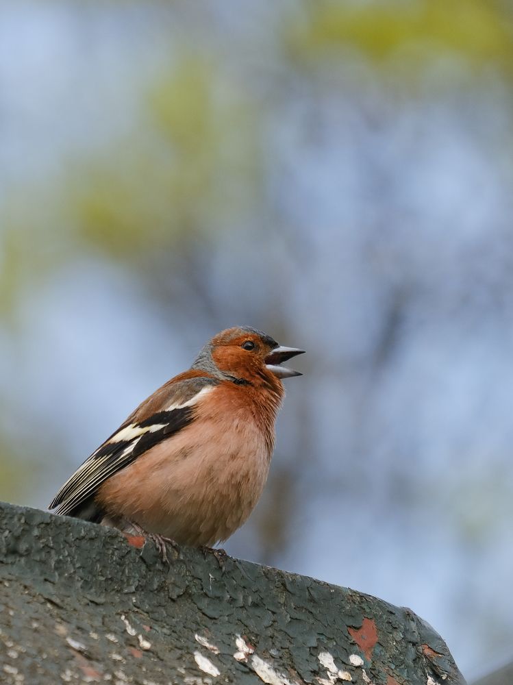 Фотография автора Александр Высоцкий