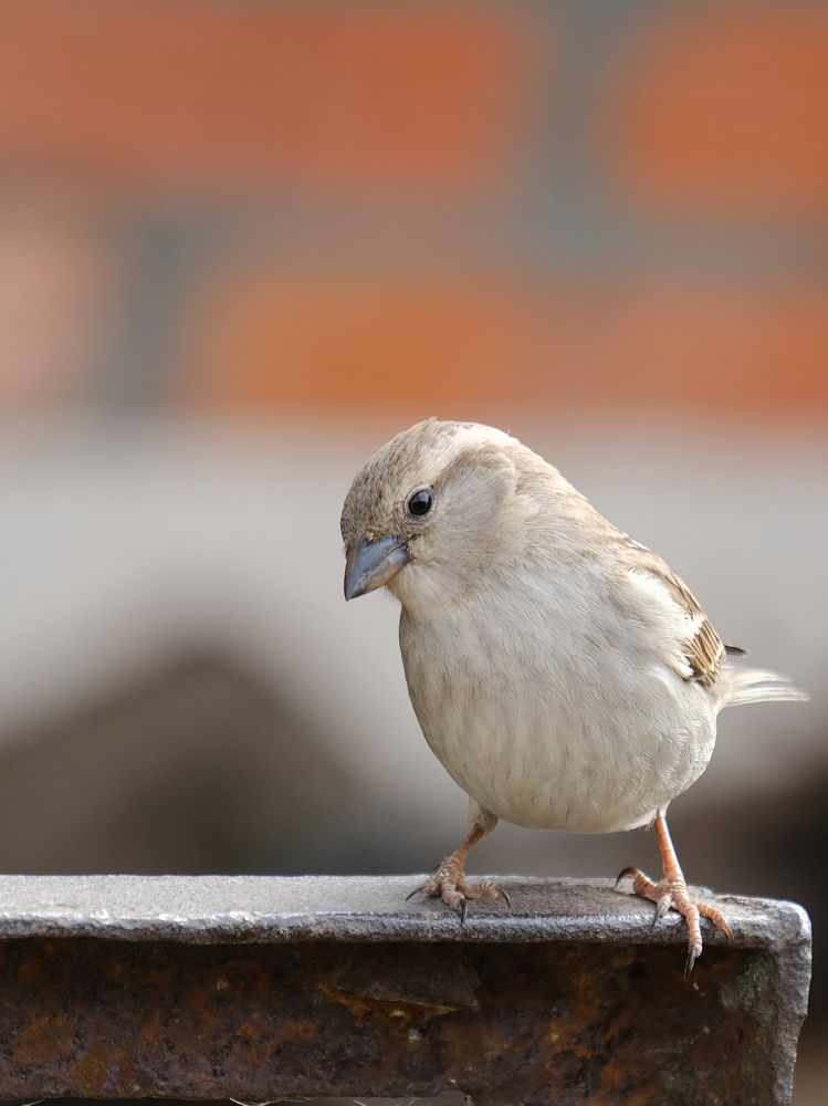 Фотография автора Александр Высоцкий