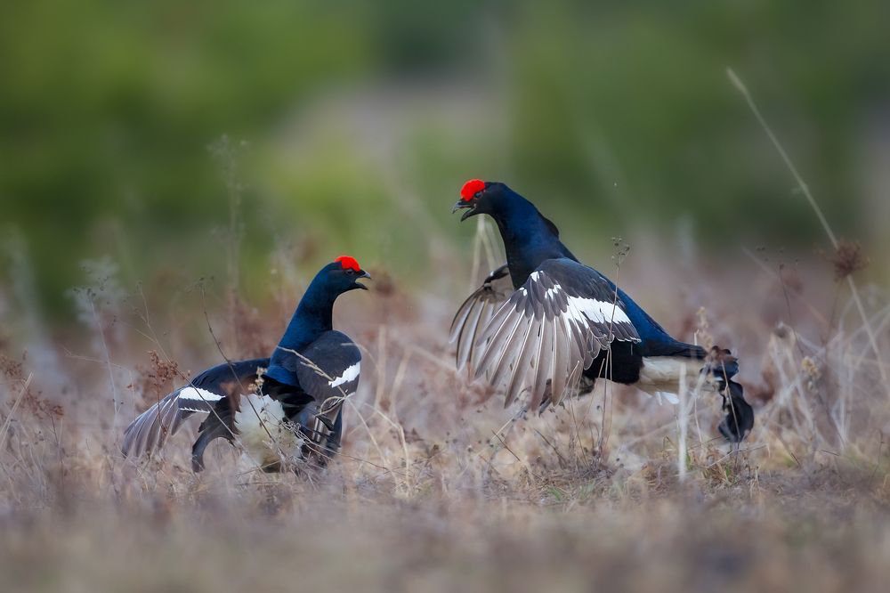 Photograph by Vyacheslav Lozhkin