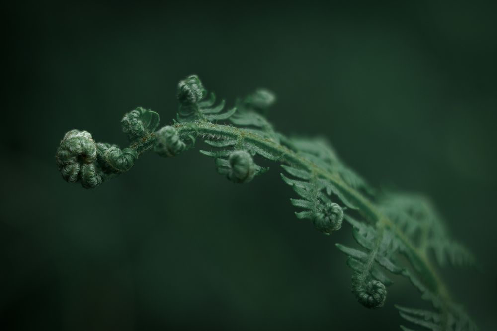 Photograph by Mostafa Mortazavi