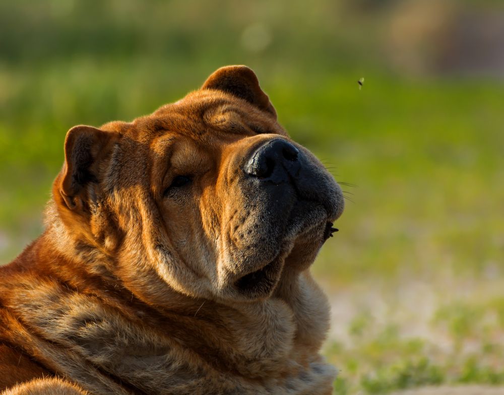 Сама Важность