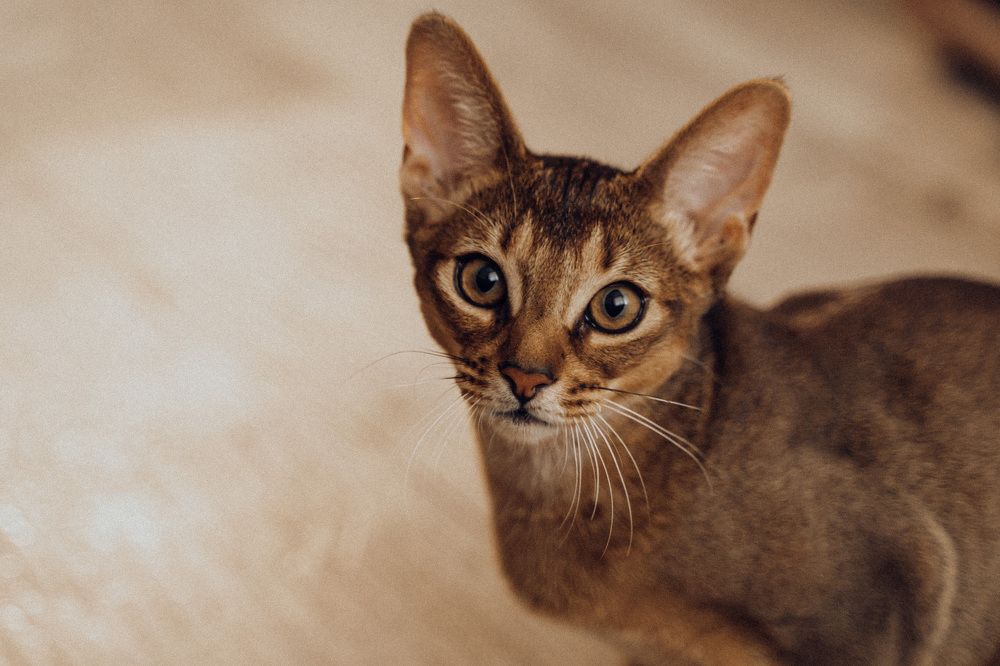 Photograph by nady larionova