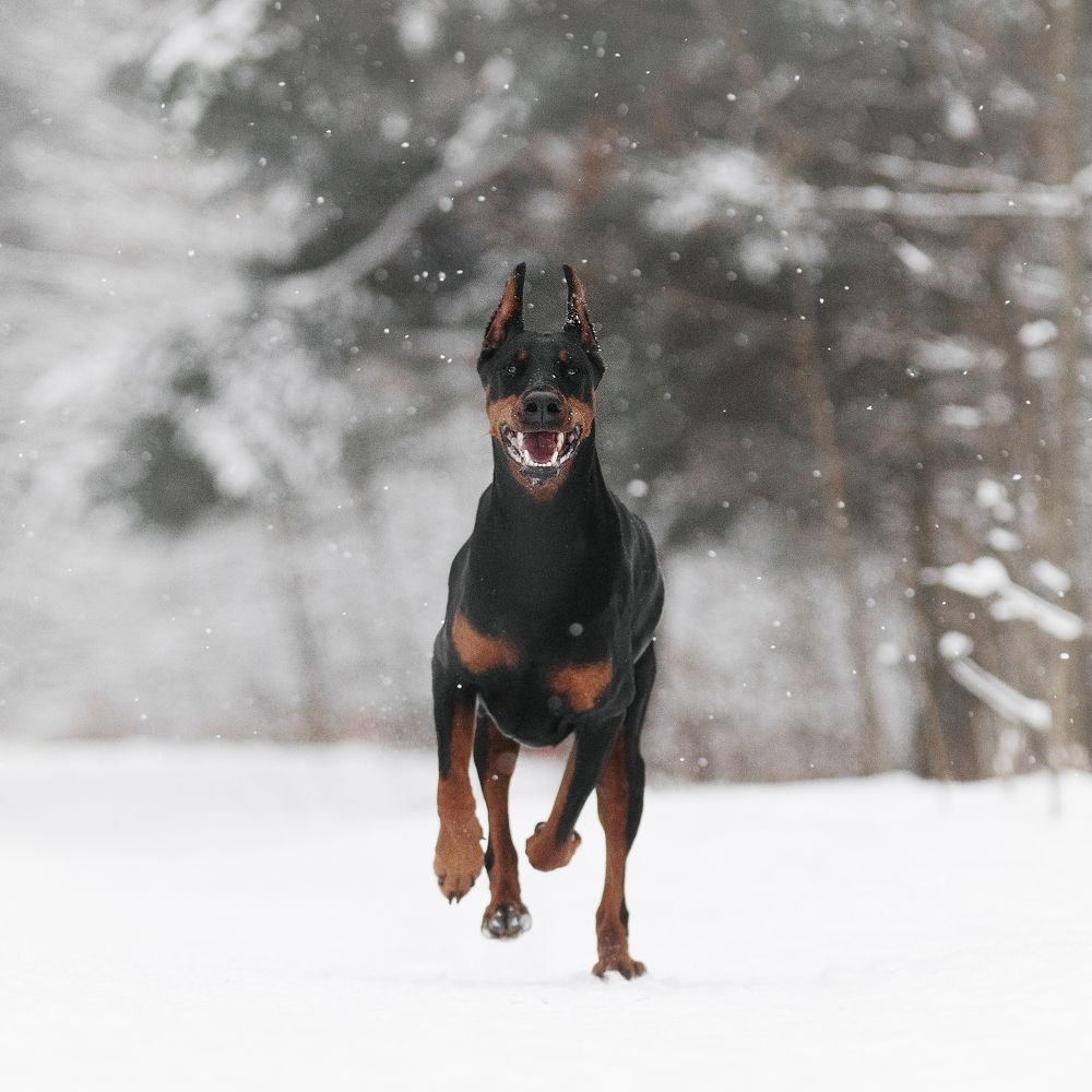 Photograph by Коптилина Галина