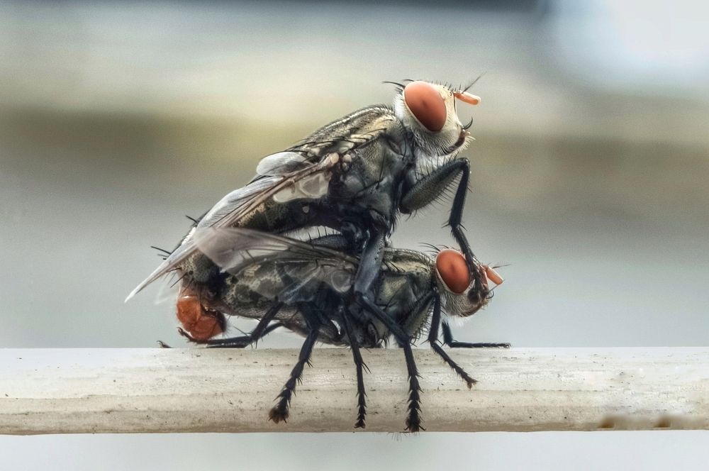 Mating  of Flesh Flies