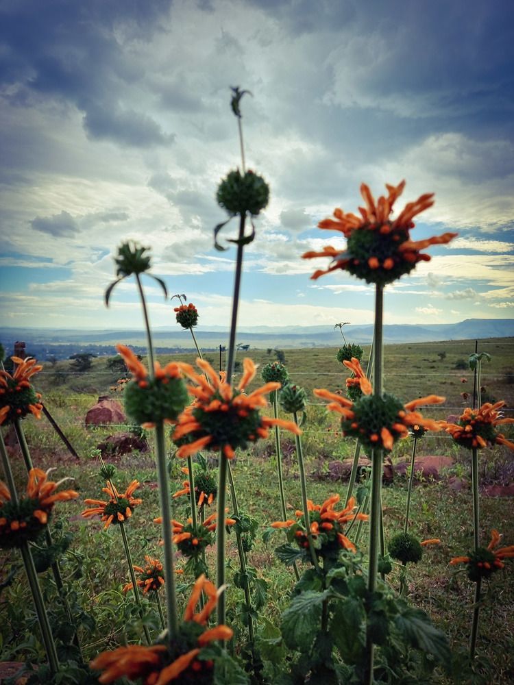 Фотография автора Rita Duvenhage