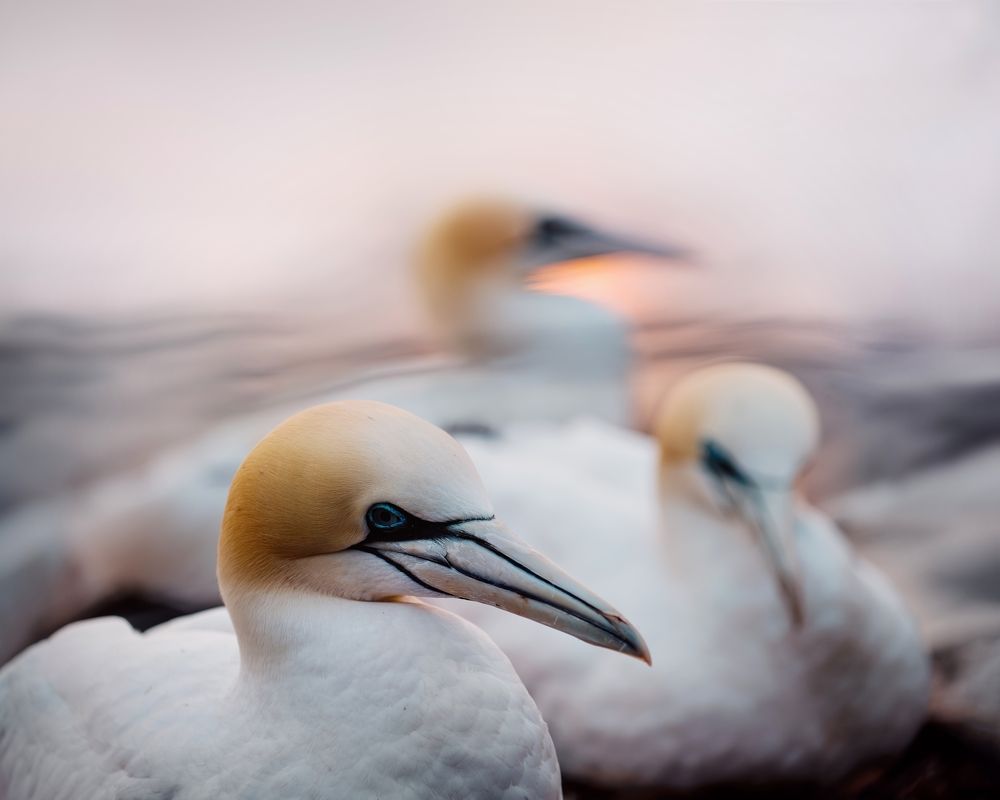 Фотография автора Michaela Firešová