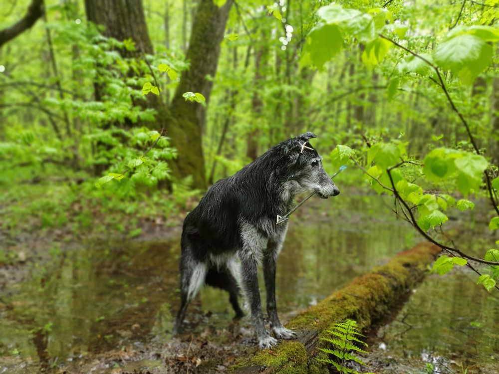 Фотография автора Надежда Лисицына