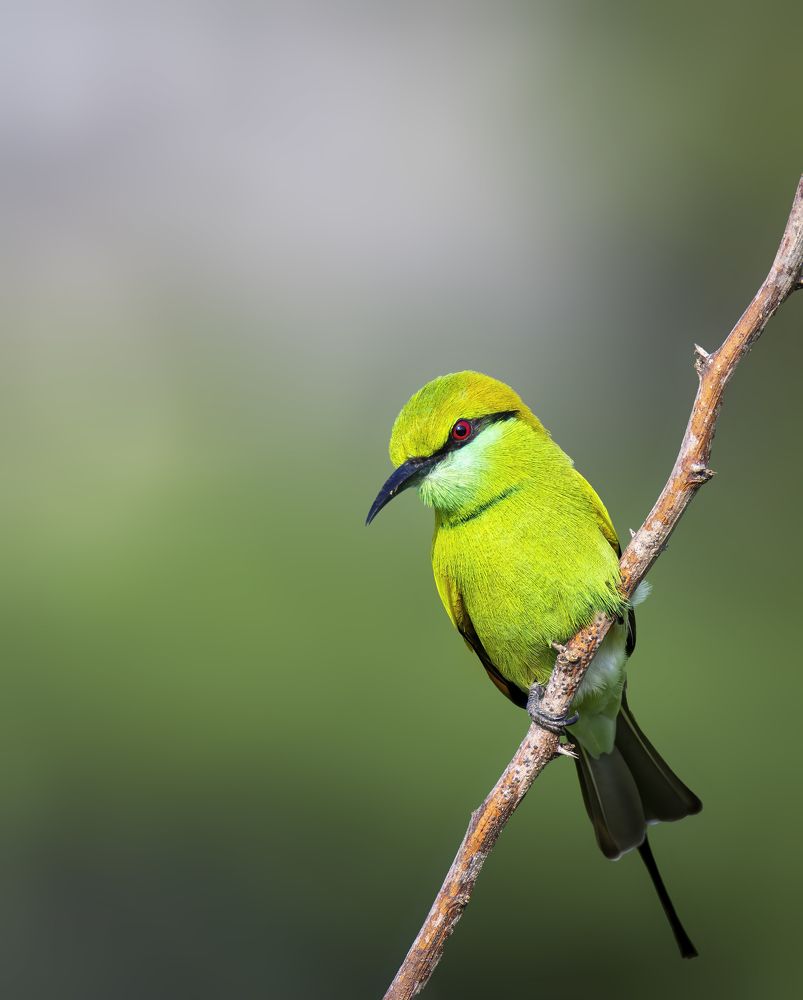 The green beauty with red eyes