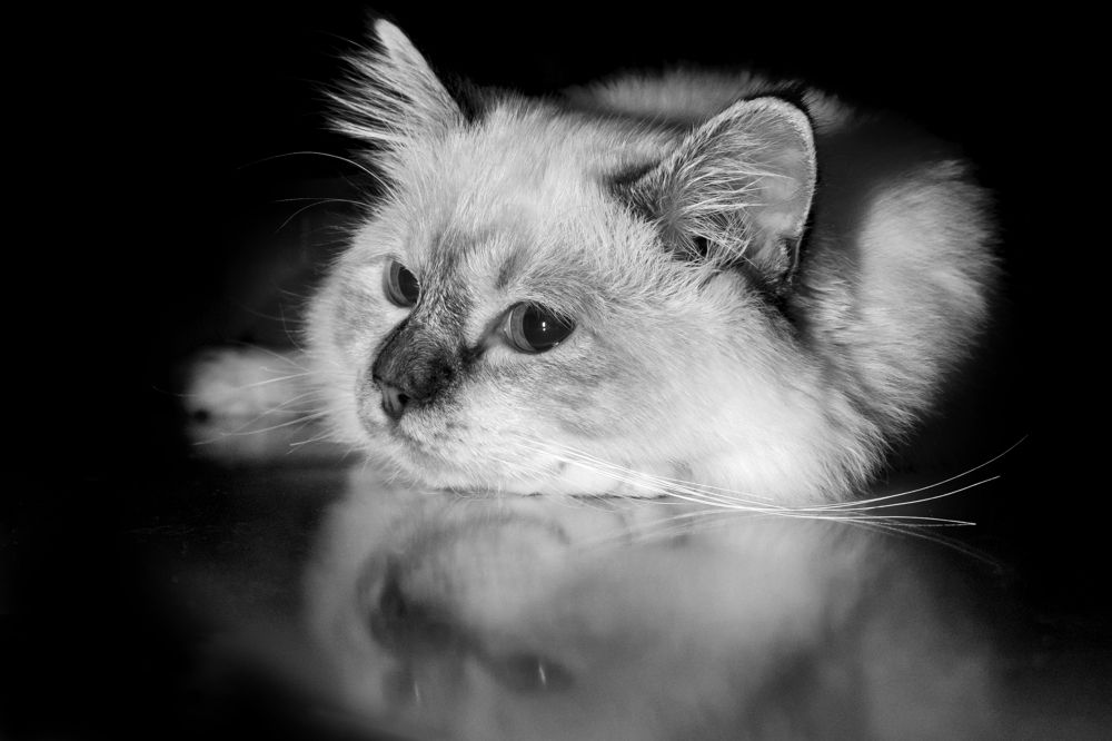 Photograph by Алексей Пышненко