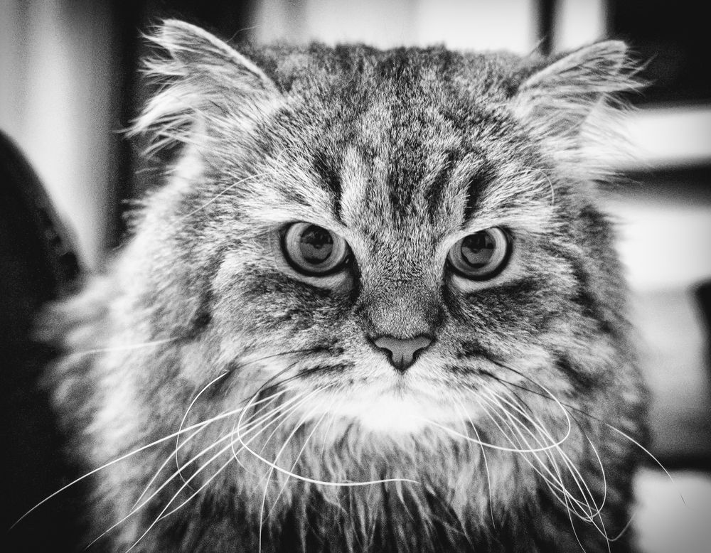 Photograph by Алексей Пышненко