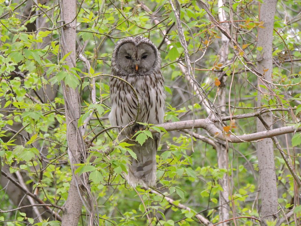 Photograph by Никита Яблоков