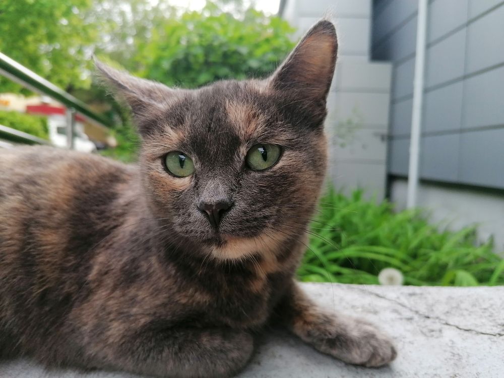 Фотография автора Александр Высоцкий