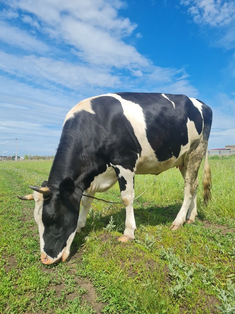 Photograph by Tatiana Denisova