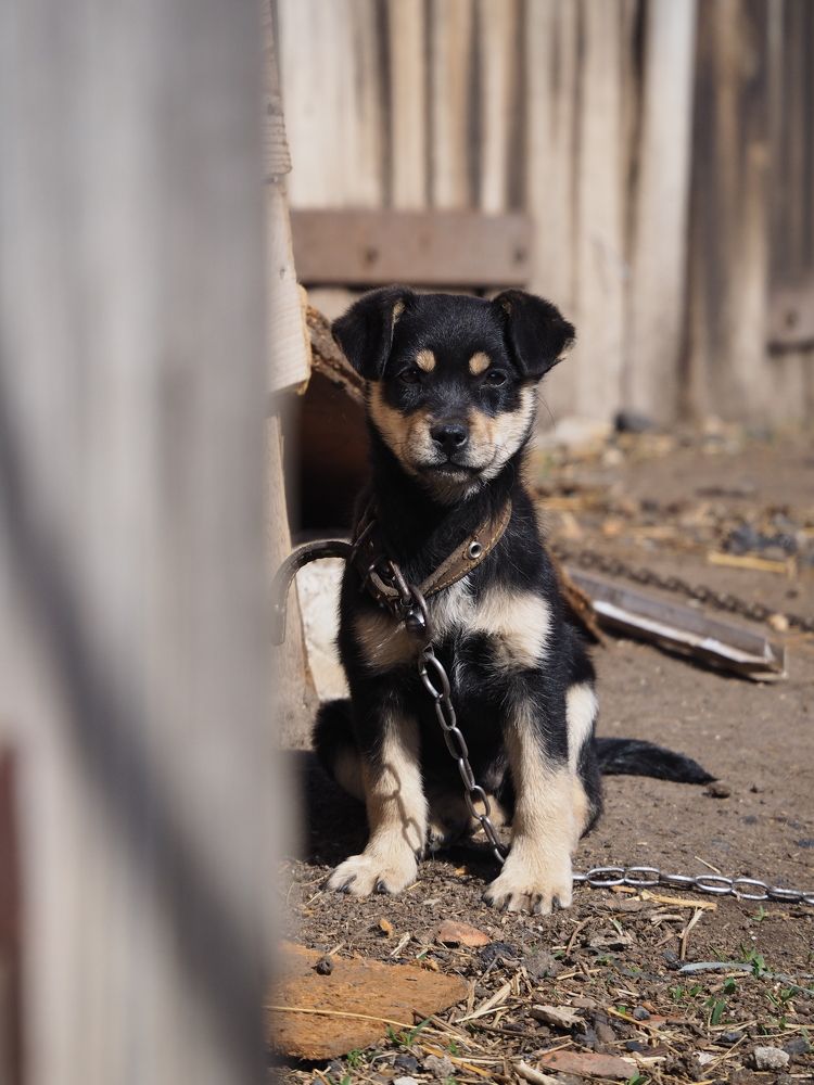 Photograph by Светлана Шибаршина