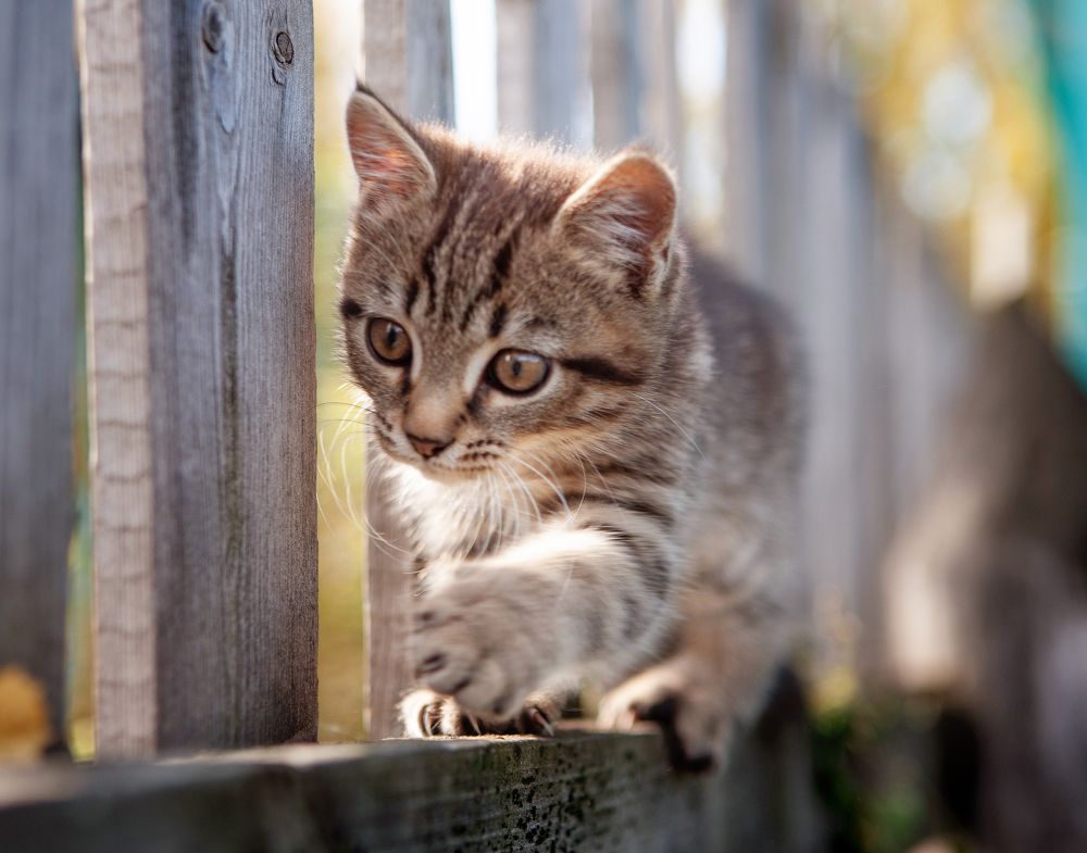 Фотография автора Михаил Бове