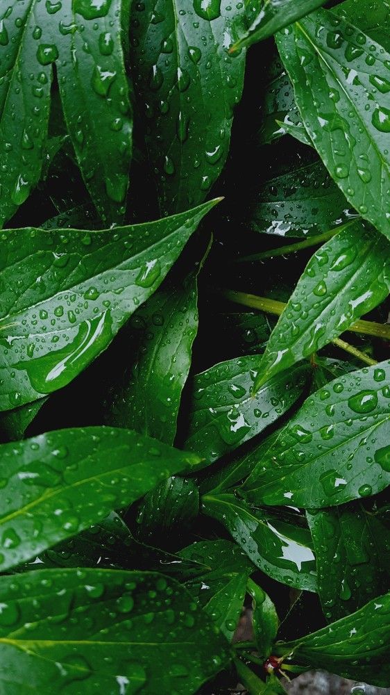 Photograph by Валентина Корева