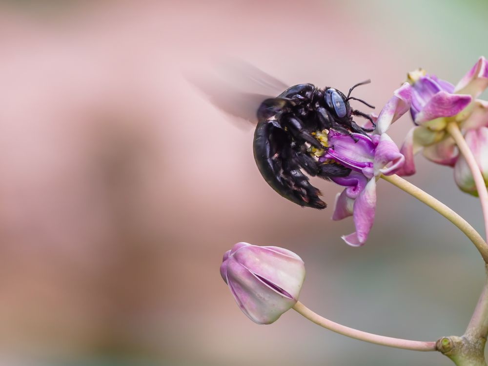 Photograph by Venkat Mangudi