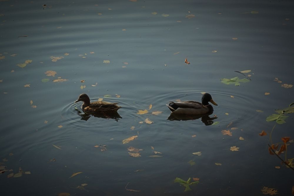 Photograph by Мария Колоскова