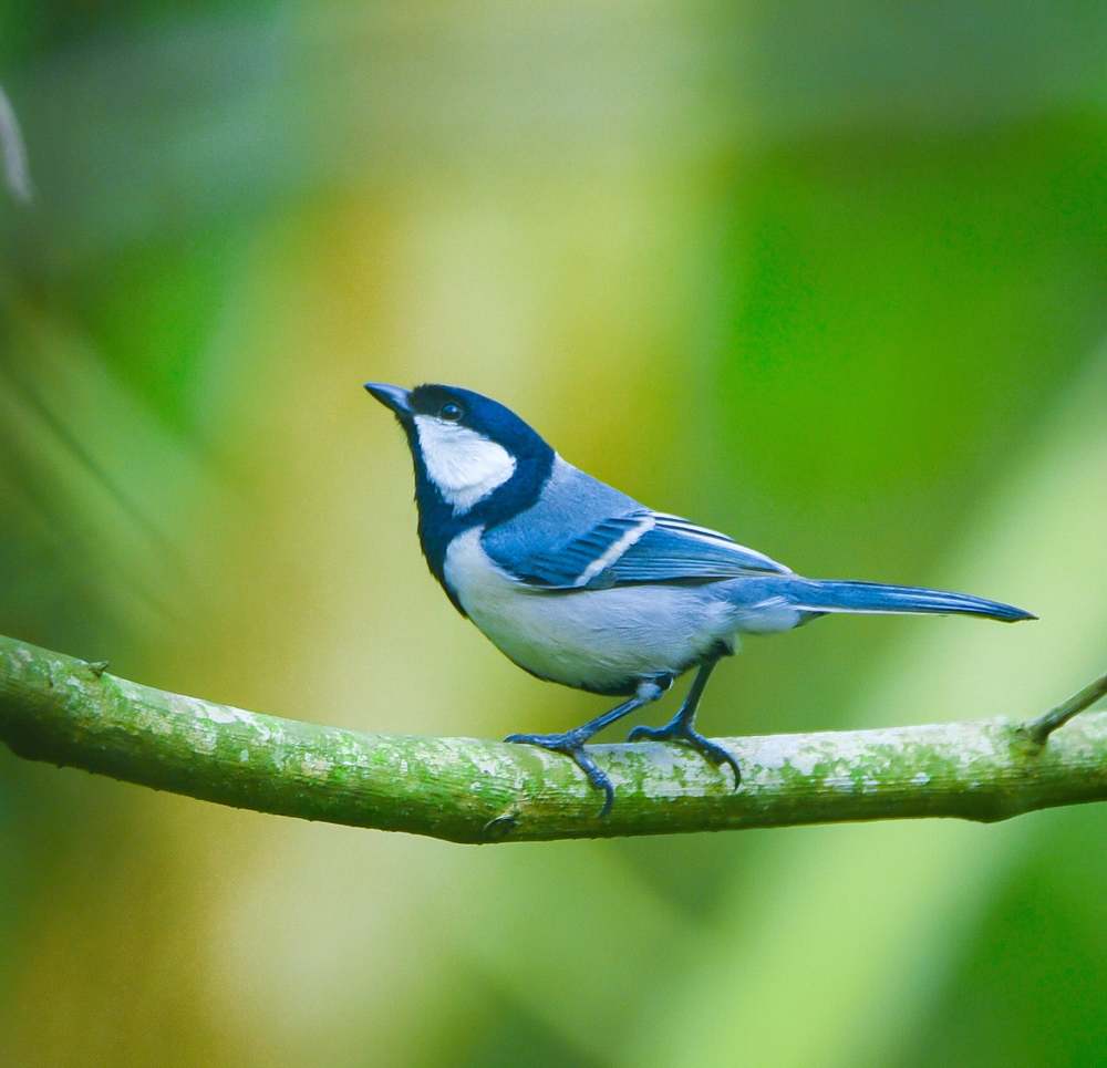Photograph by Shakti brata Bhattacharjee