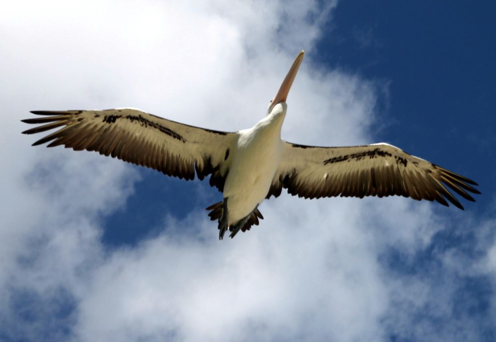 Flight of the pelican