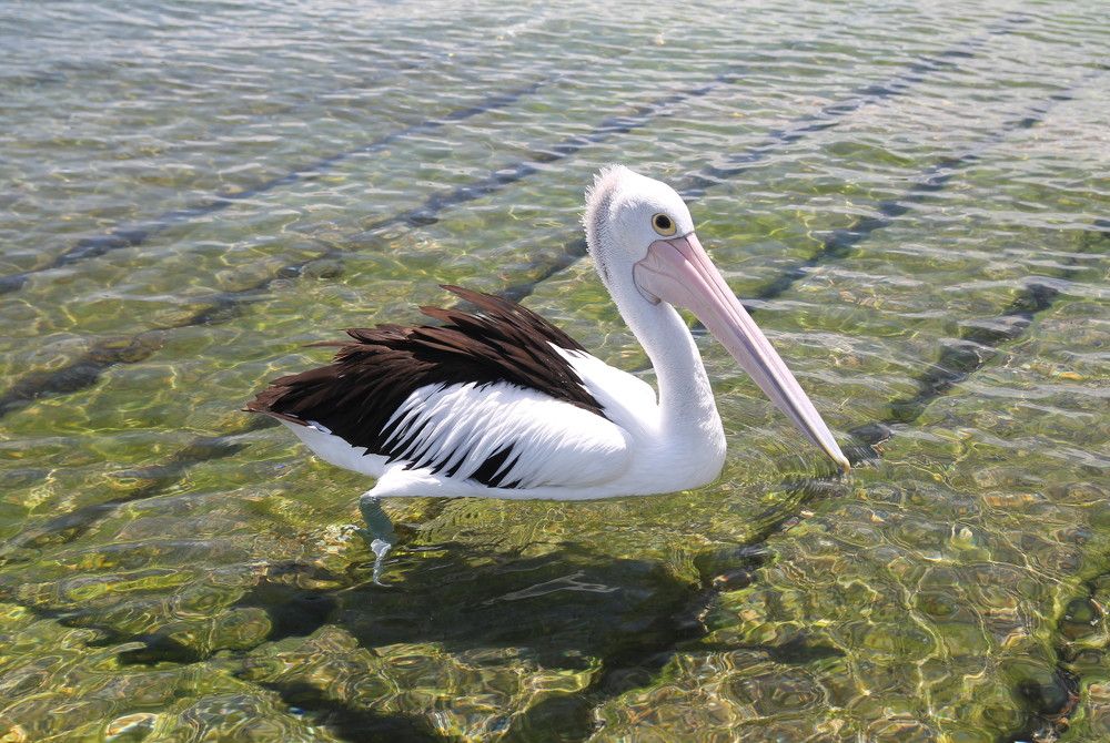 Pelican