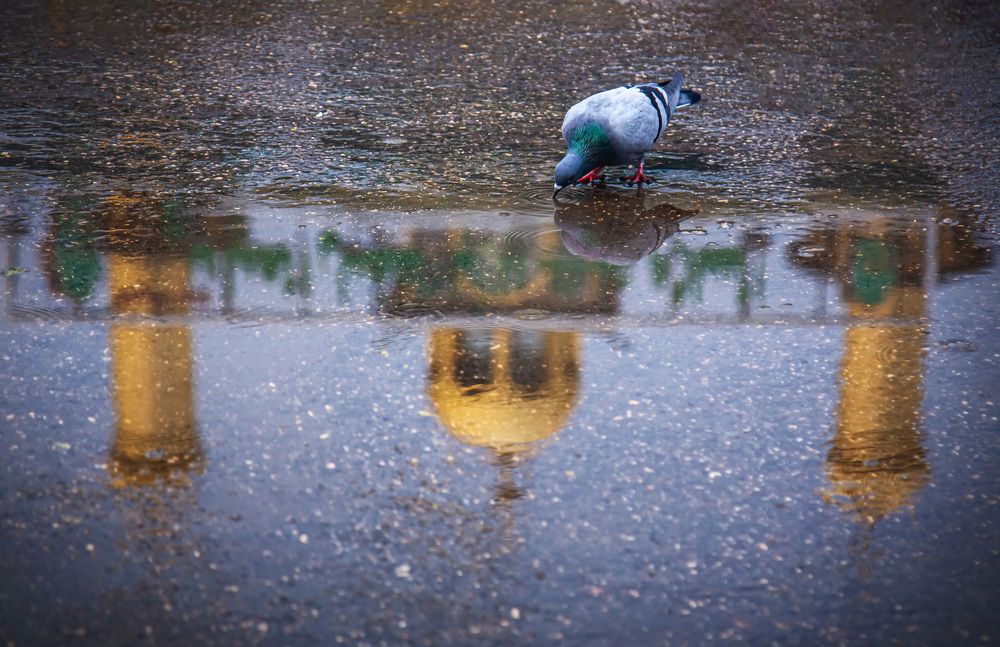 Photograph by Samer Husseini