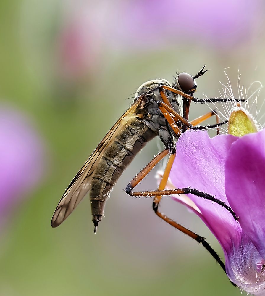 Recherche du nectar.