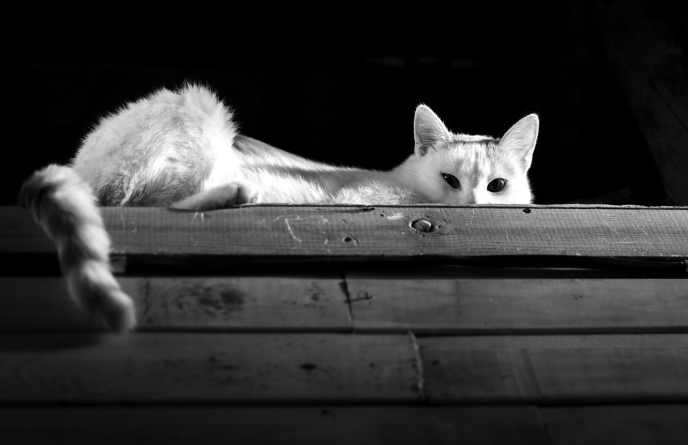 Photograph by Ольга Шиляева