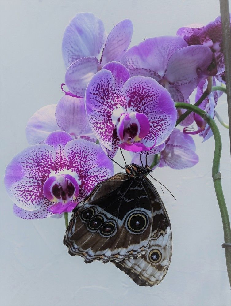 Photograph by Людмила Хрусталева*