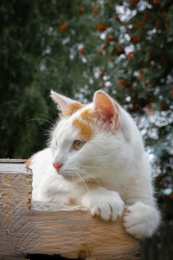 Photograph by Ольга Шиляева