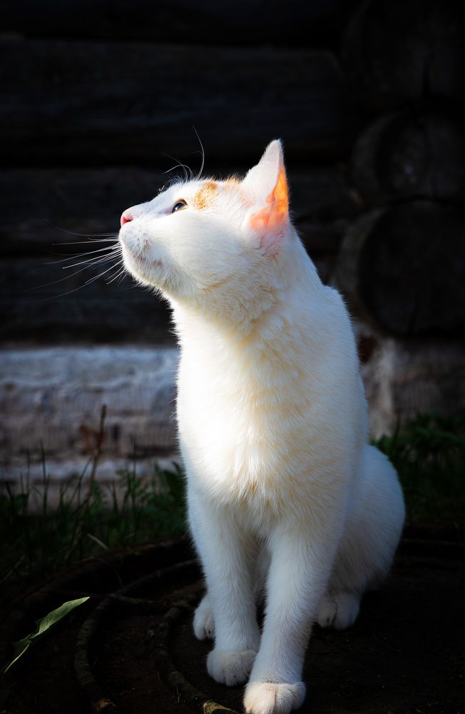 Photograph by Ольга Шиляева