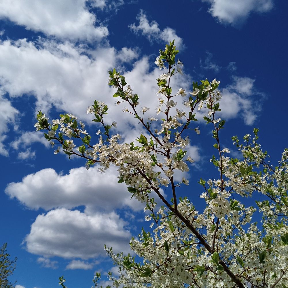 Photograph by Арина Сурсякова