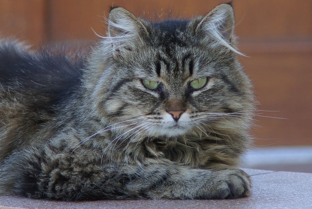 Photograph by Oleg Kabanets