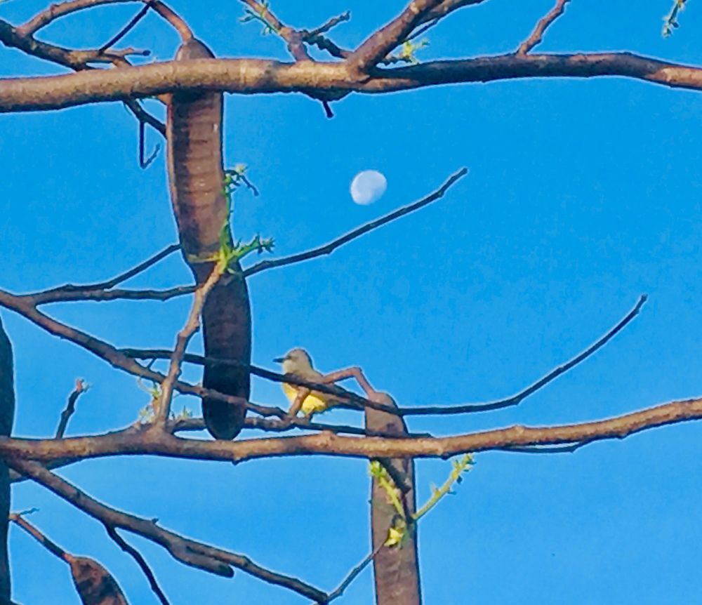 BIRD WATCHING THE MOON