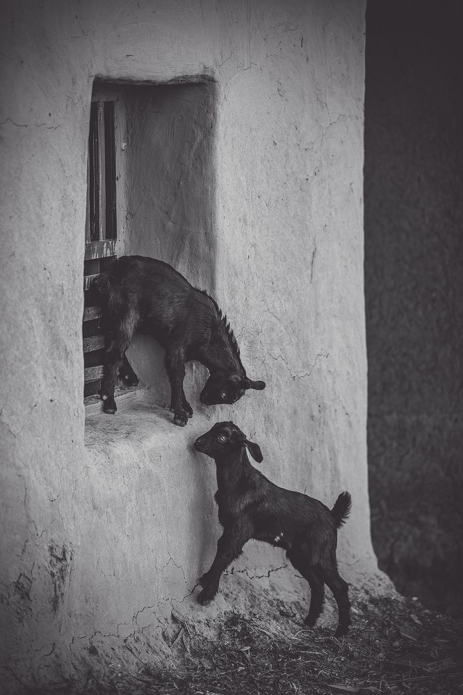 Photograph by Md. Shariful Islam Pavel